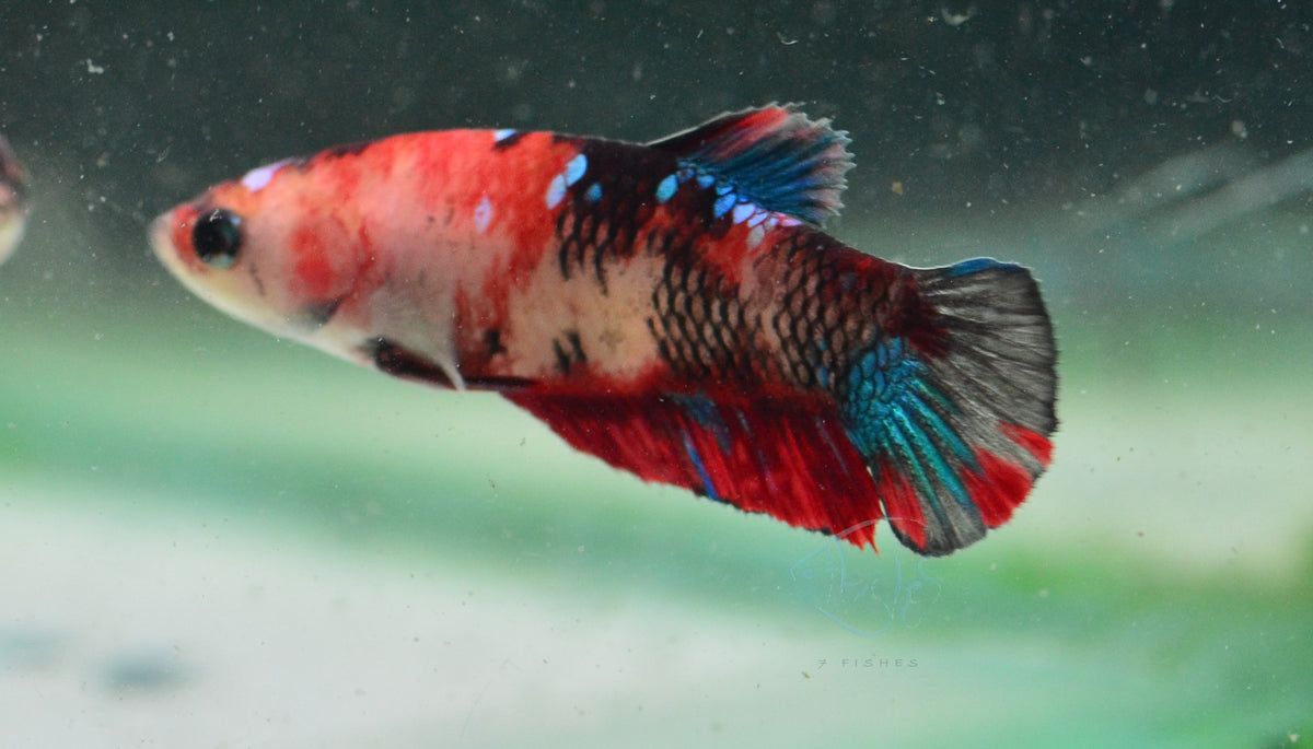 Red Galaxy HMPK Female