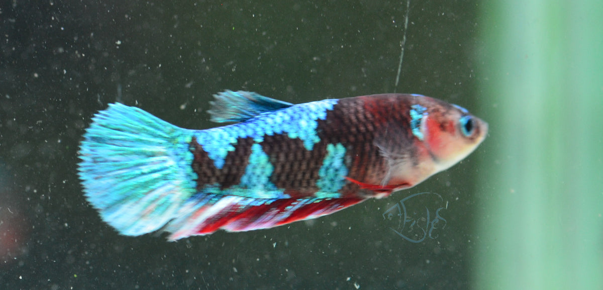 Red Galaxy HMPK Female