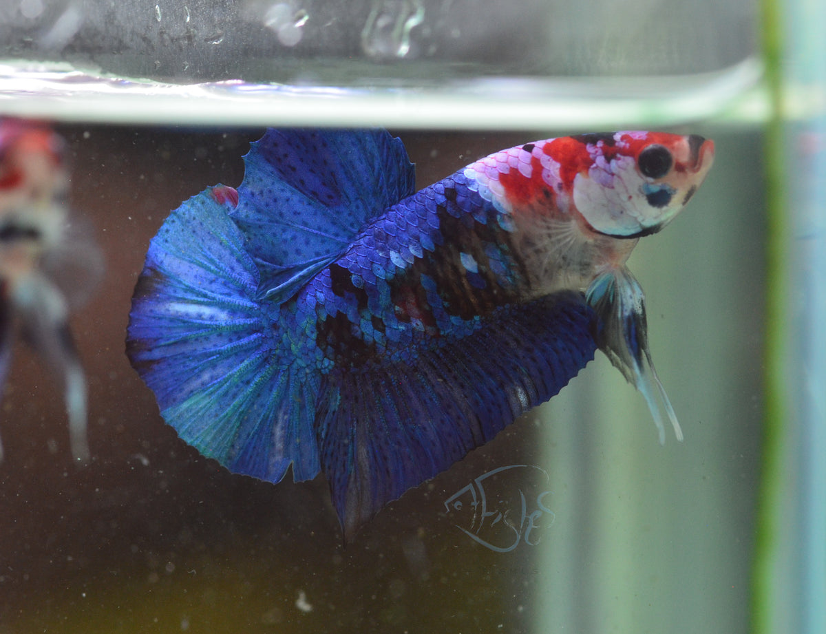Red Galaxy HMPK Male