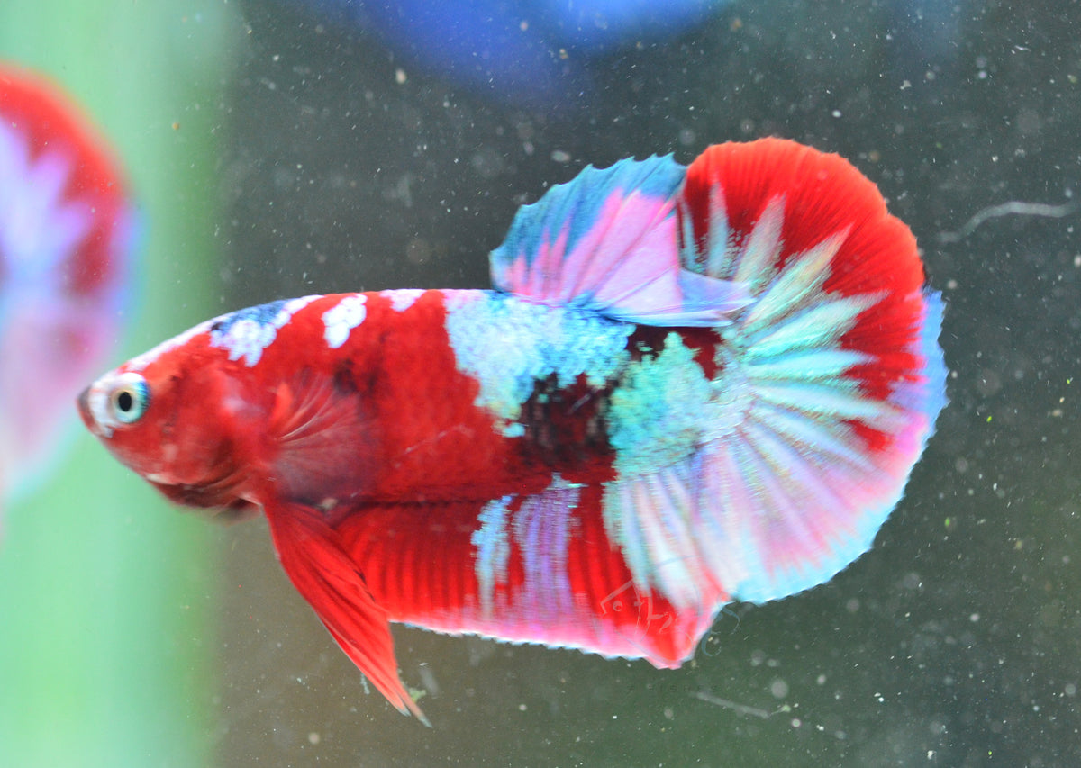 Red Galaxy HMPK Male