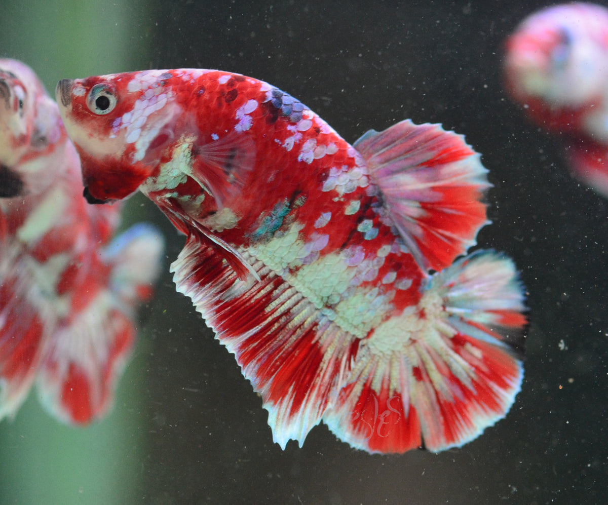 Red Galaxy HMPK Male