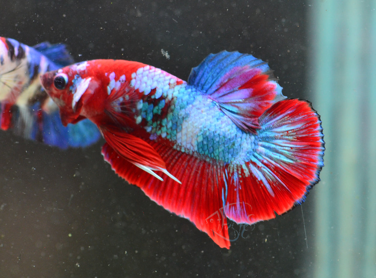 Red Galaxy HMPK Male