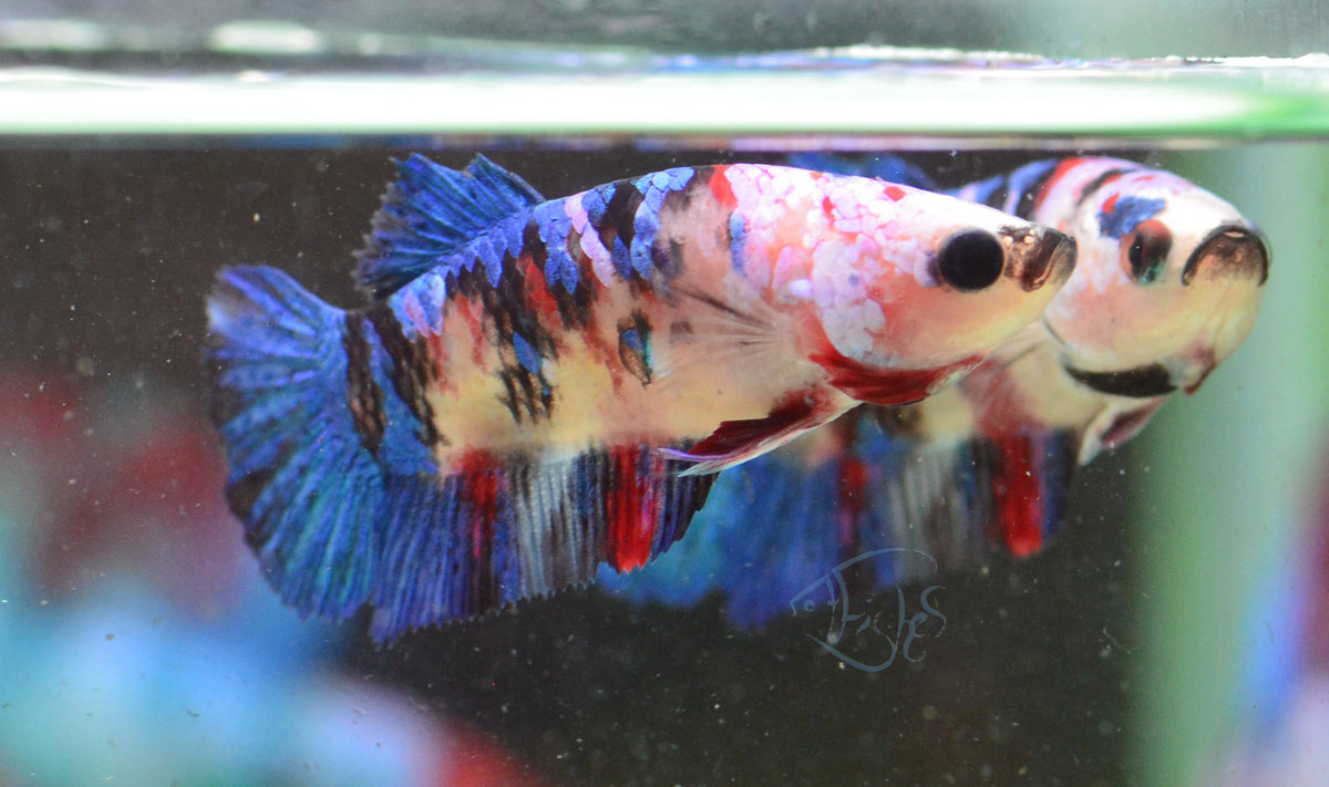 Red Galaxy HMPK Female