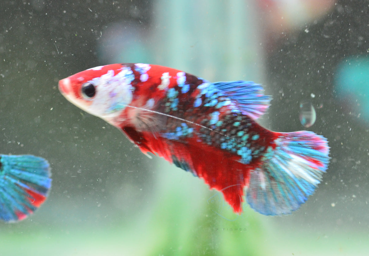 Red Galaxy HMPK Female
