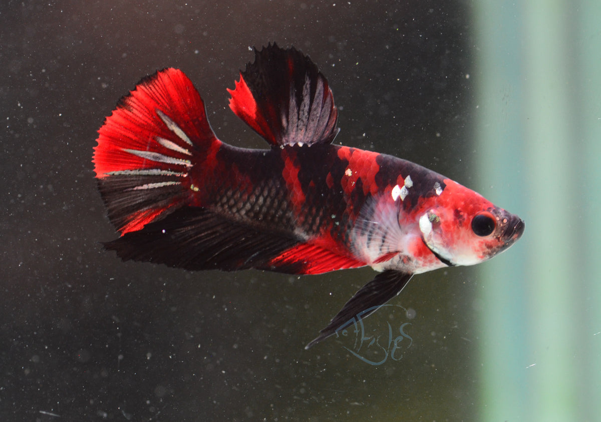 Red Tiger HMPK Male