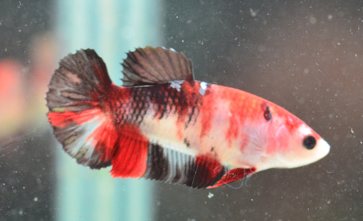 Red Koi HMPK Female