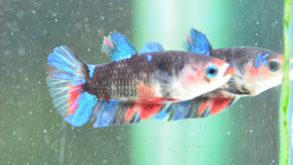Red Galaxy HMPK Female