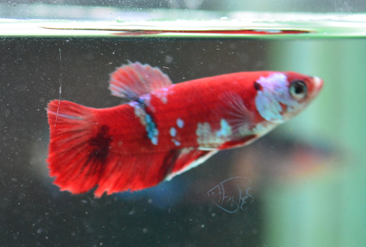 Red Galaxy HMPK Female