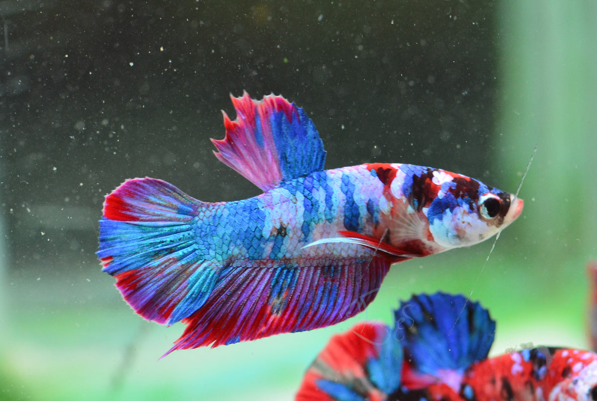 Red Galaxy HMPK Male