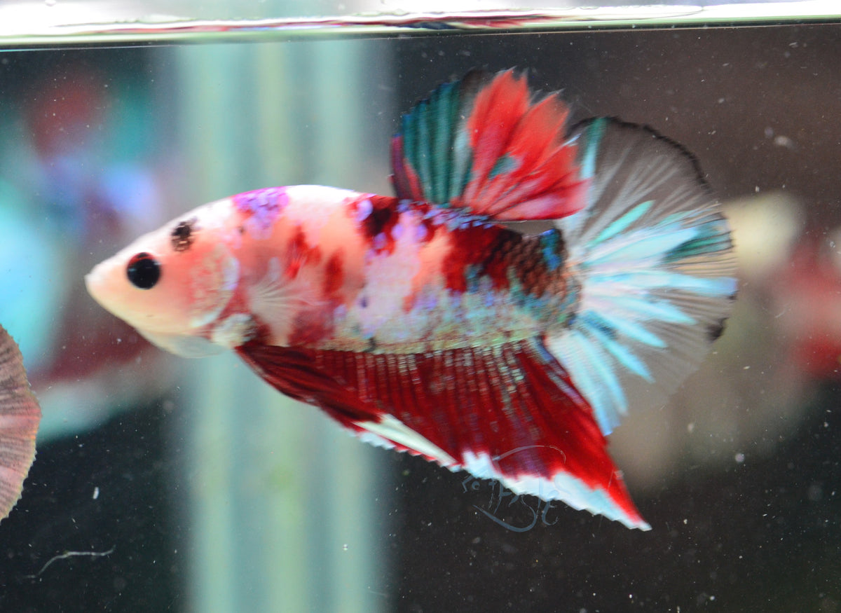 Galaxy HMPK Male