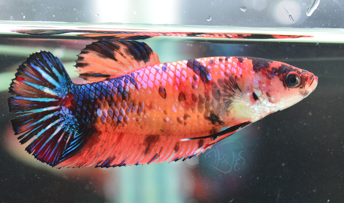 Giant Nemo HMPK Female