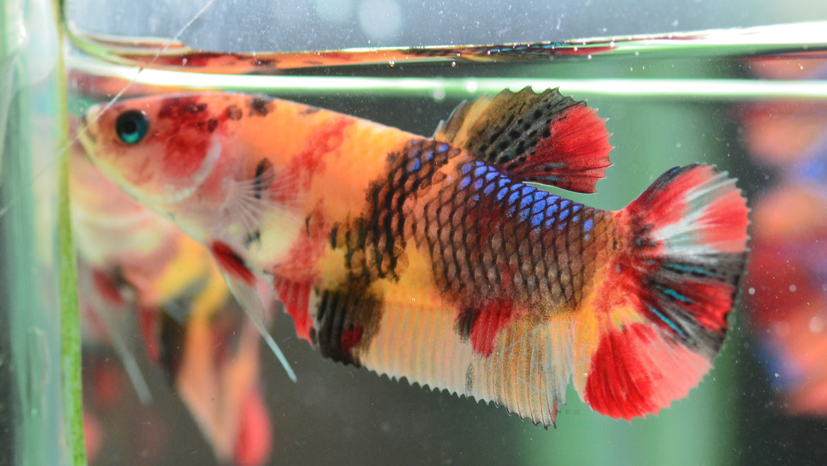 Giant Nemo HMPK Female