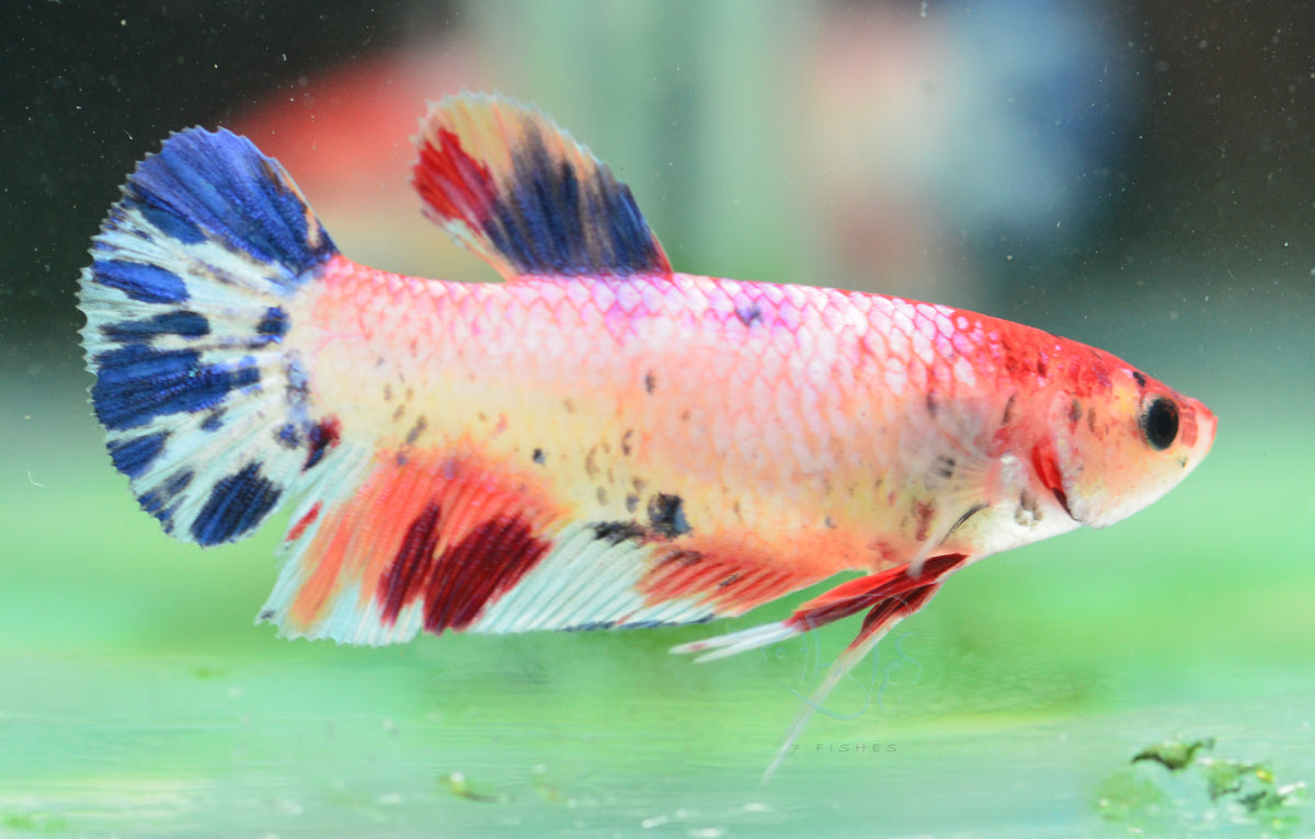 Giant Koi HMPK Female