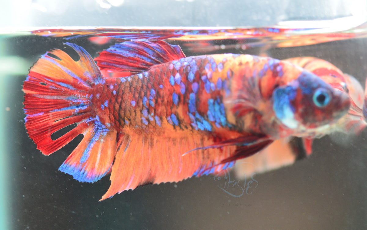 Giant Nemo Galaxy HMPK Female