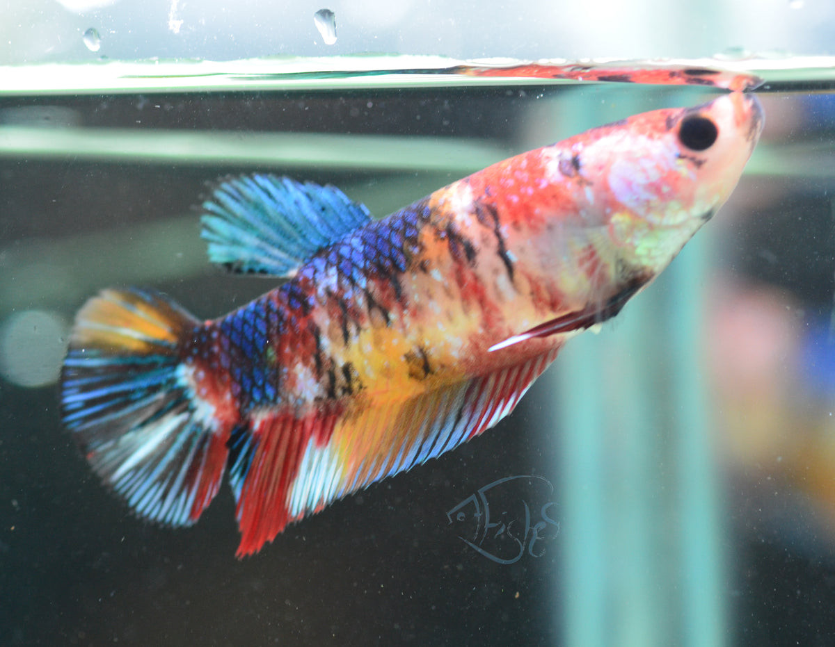 Giant Nemo HMPK Female