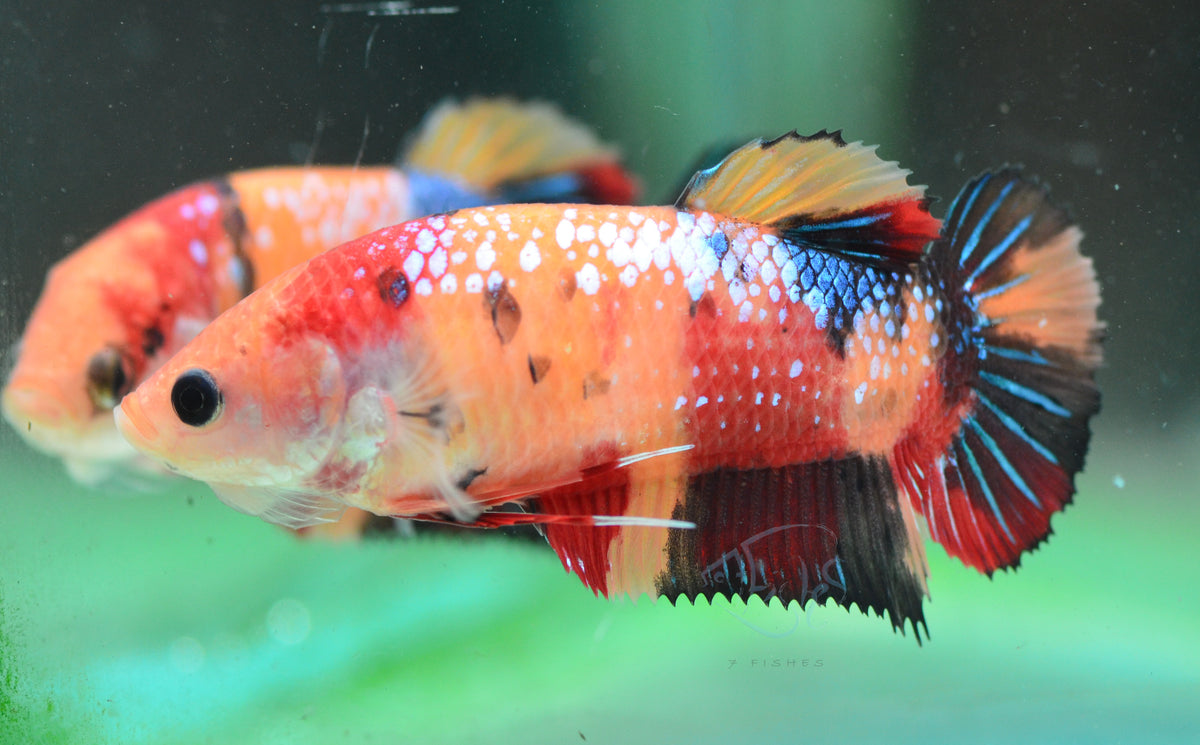 Giant Nemo HMPK Female