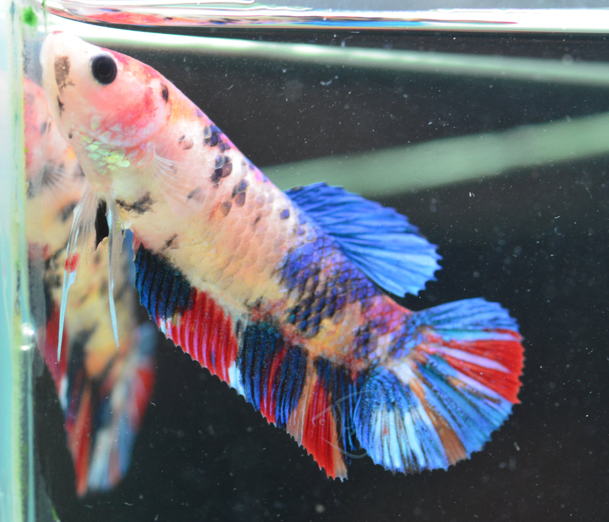 Giant Koi HMPK Female