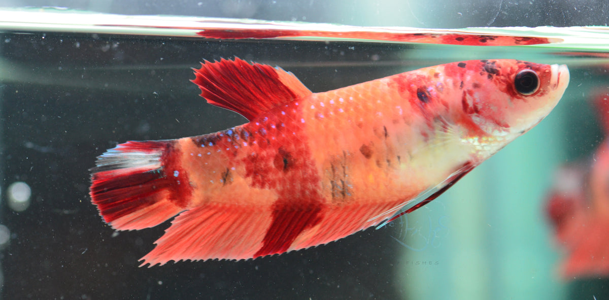 Giant Nemo HMPK Female