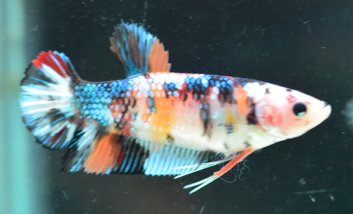 Giant Koi HMPK Female
