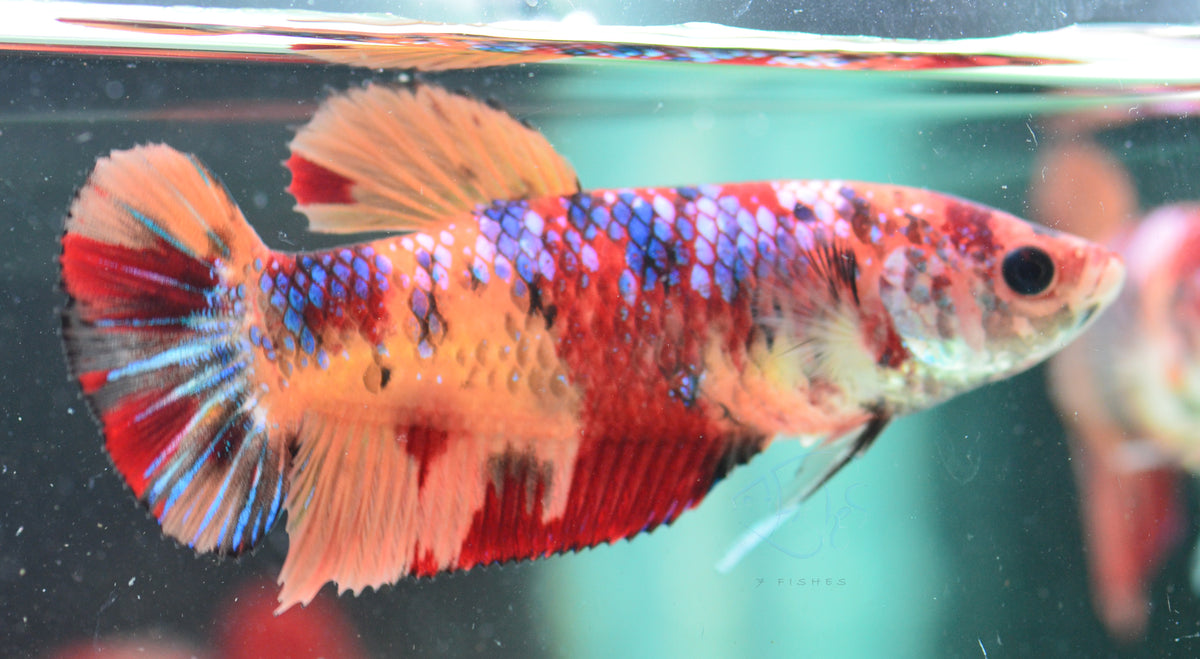 Giant Nemo HMPK Female