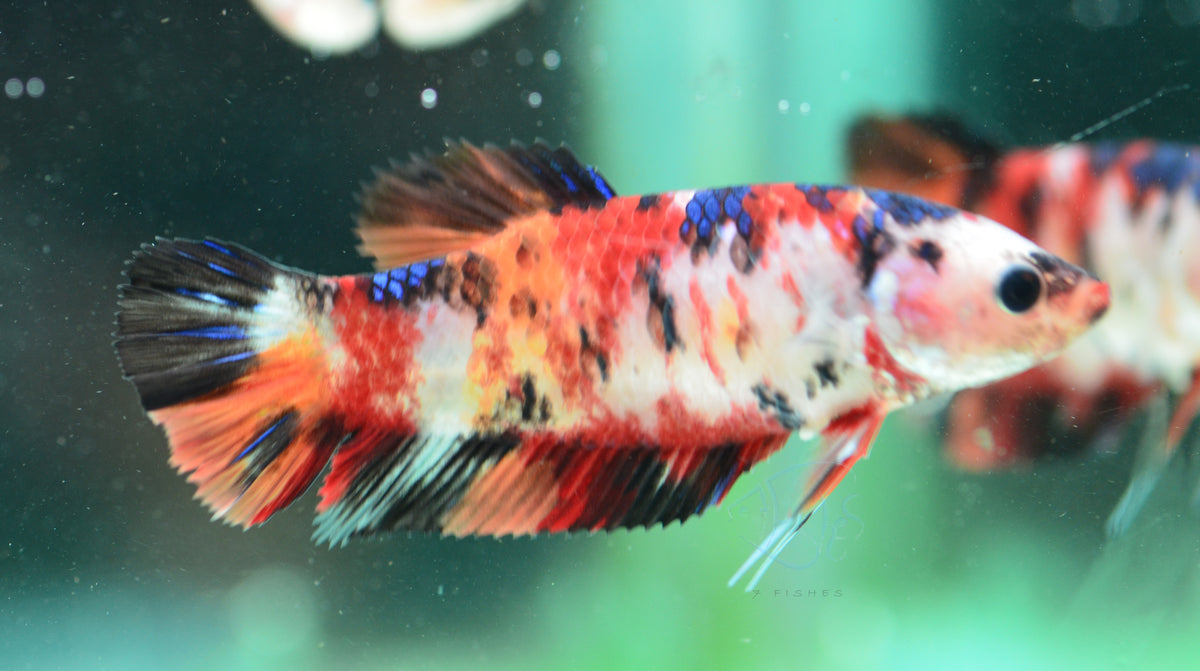 Giant Koi HMPK Female