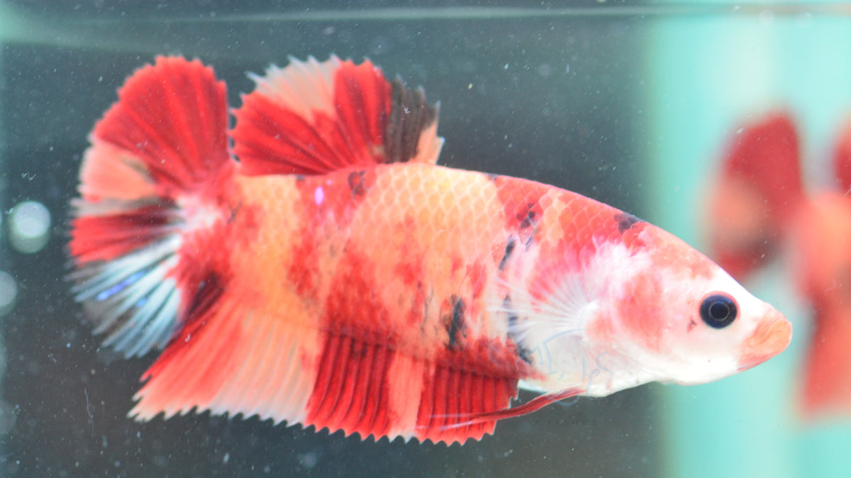 Giant Nemo HMPK Female