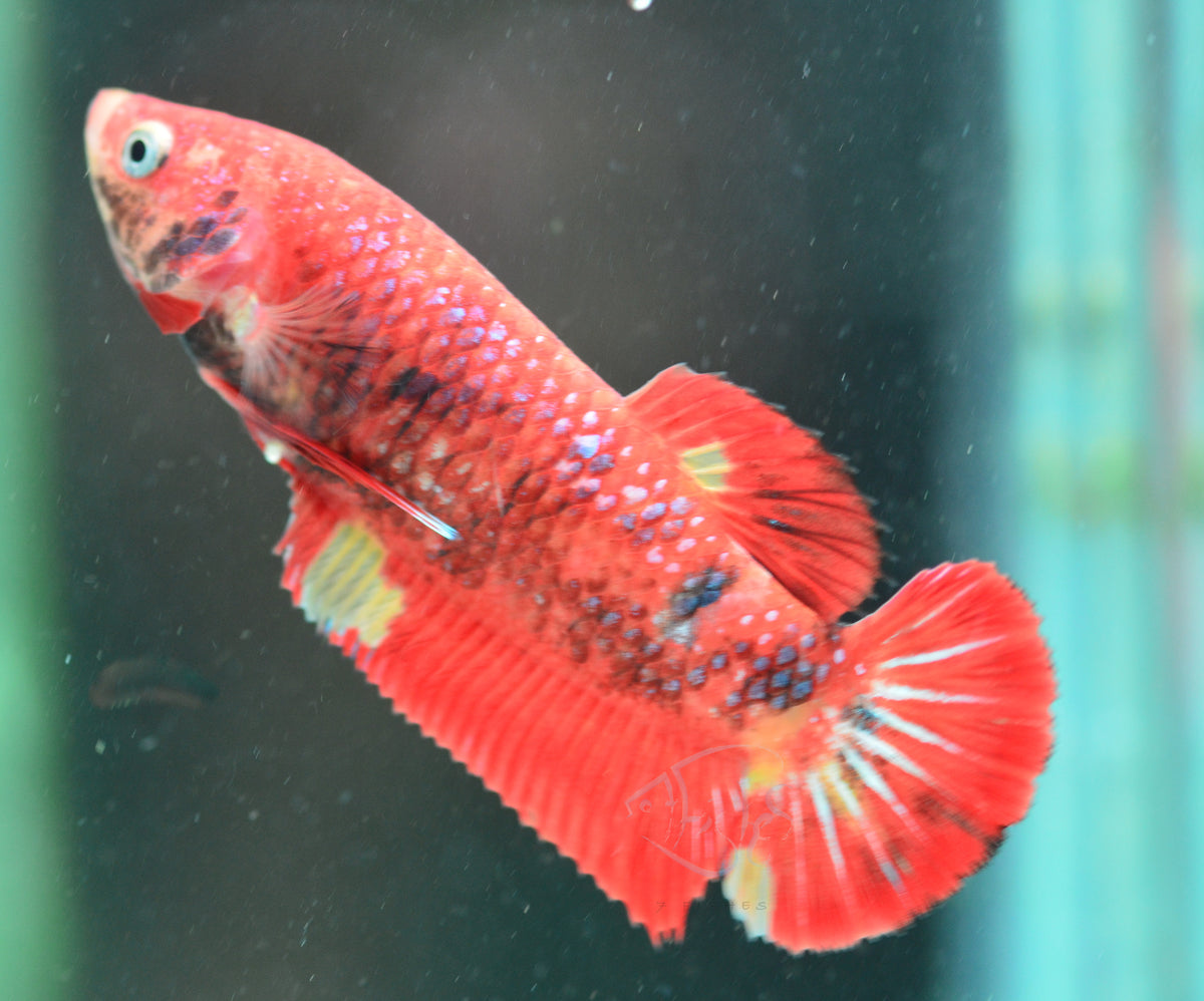 Giant Nemo HMPK Female