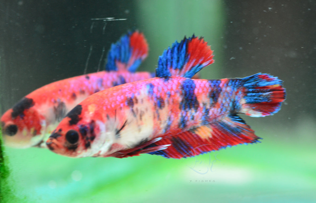 Giant Red Koi HMPK Female