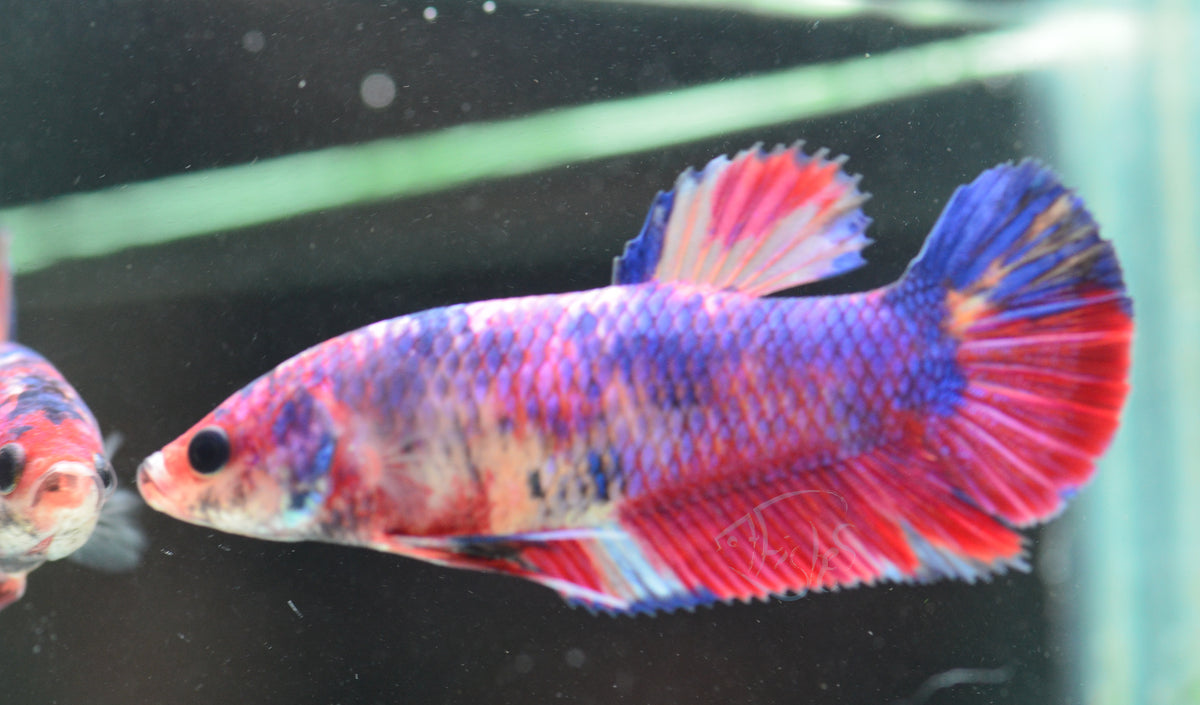 Giant Red Koi HMPK Female