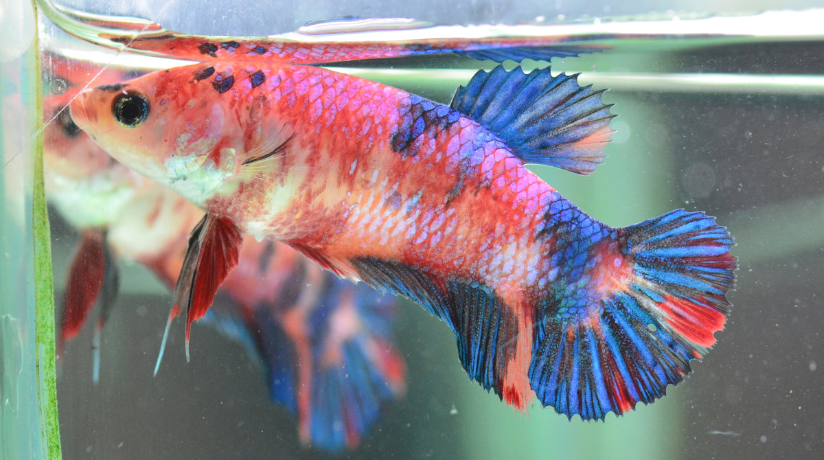 Giant Red Koi HMPK Female