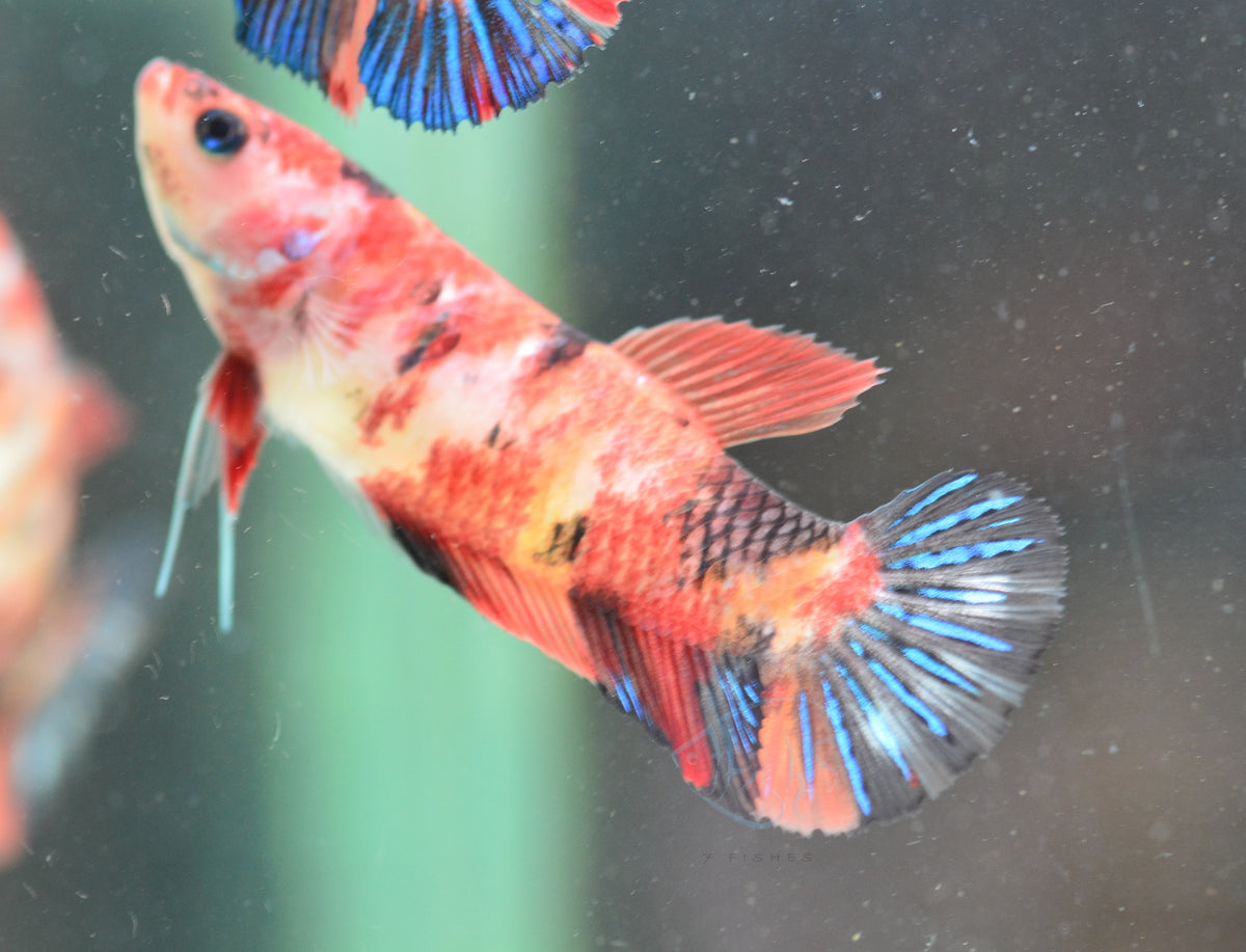 Giant Red Koi HMPK Female