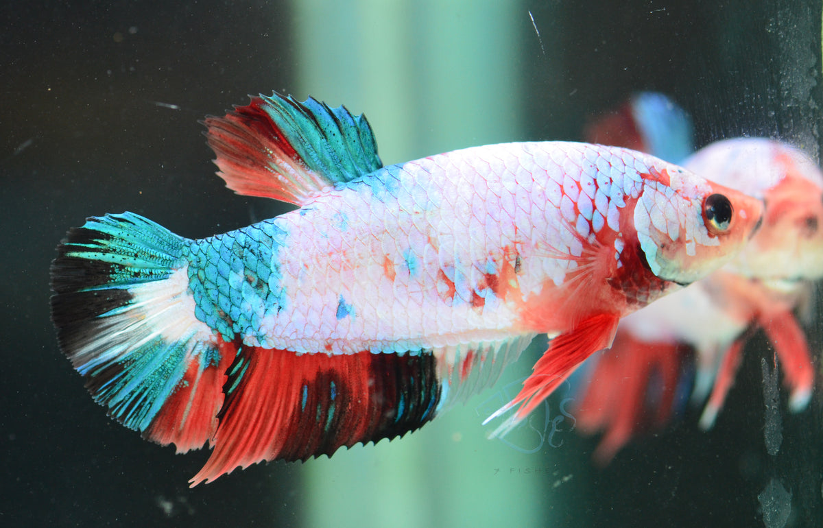 Giant Fancy HMPK Female