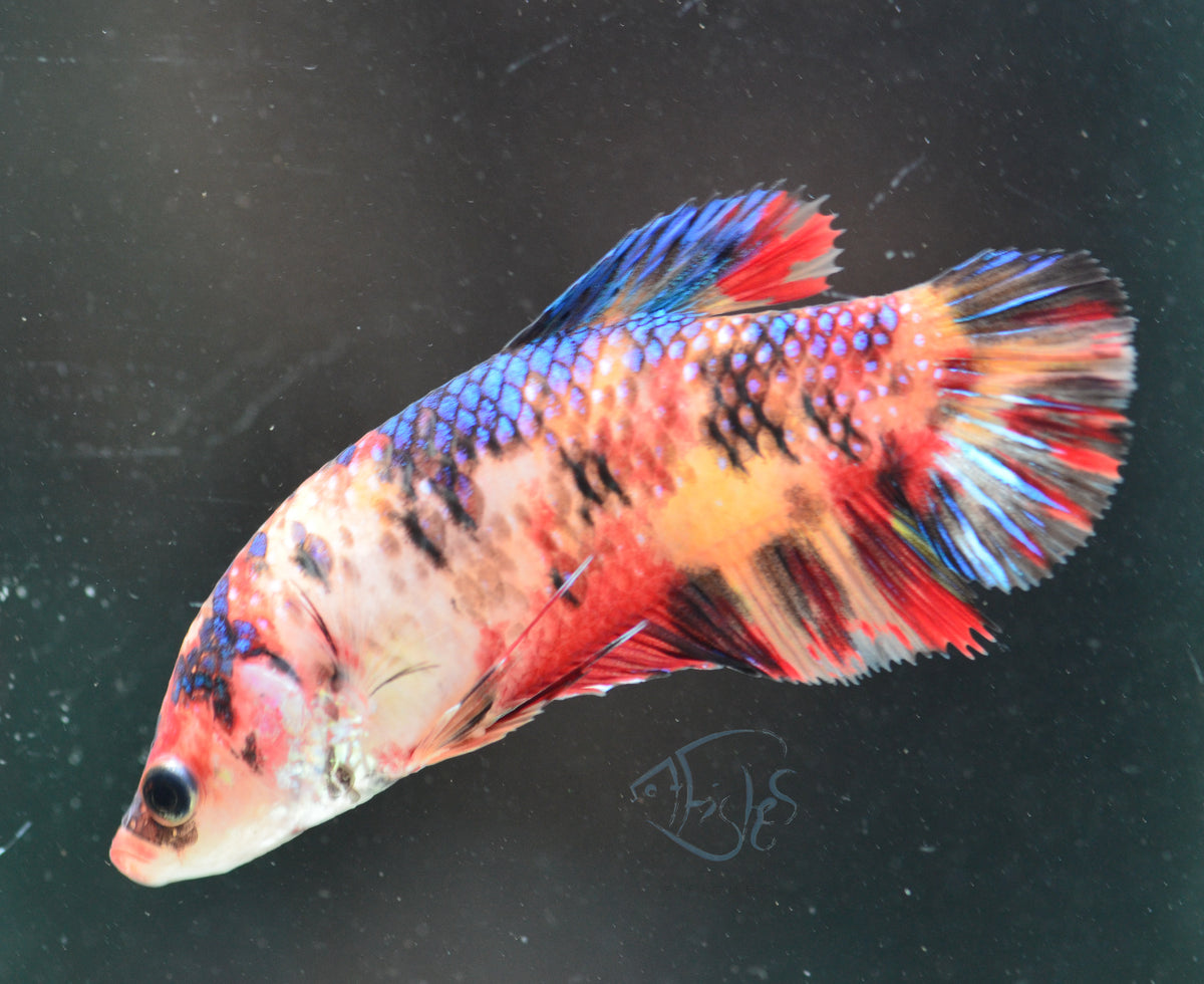 Giant Koi HMPK Female