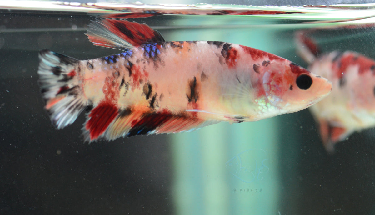 Giant Koi HMPK Female