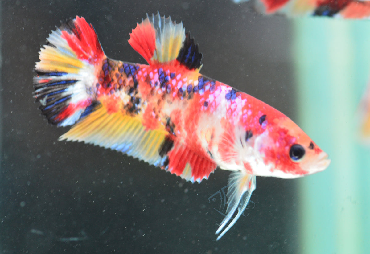 Giant Koi HMPK Female