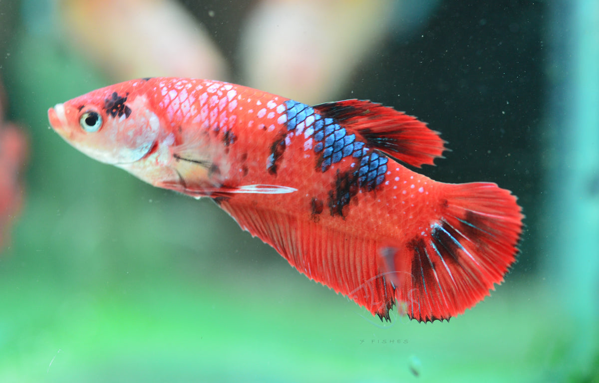Giant Red Koi HMPK Female