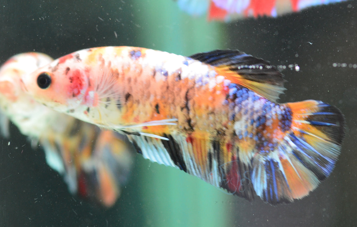 Giant Nemo HMPK Female