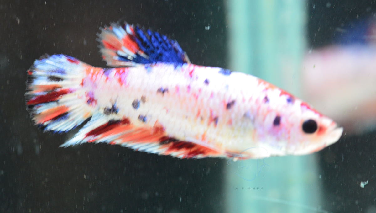 Giant Fancy HMPK Female