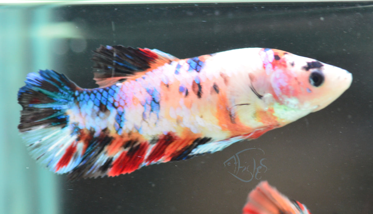 Giant Koi HMPK Female