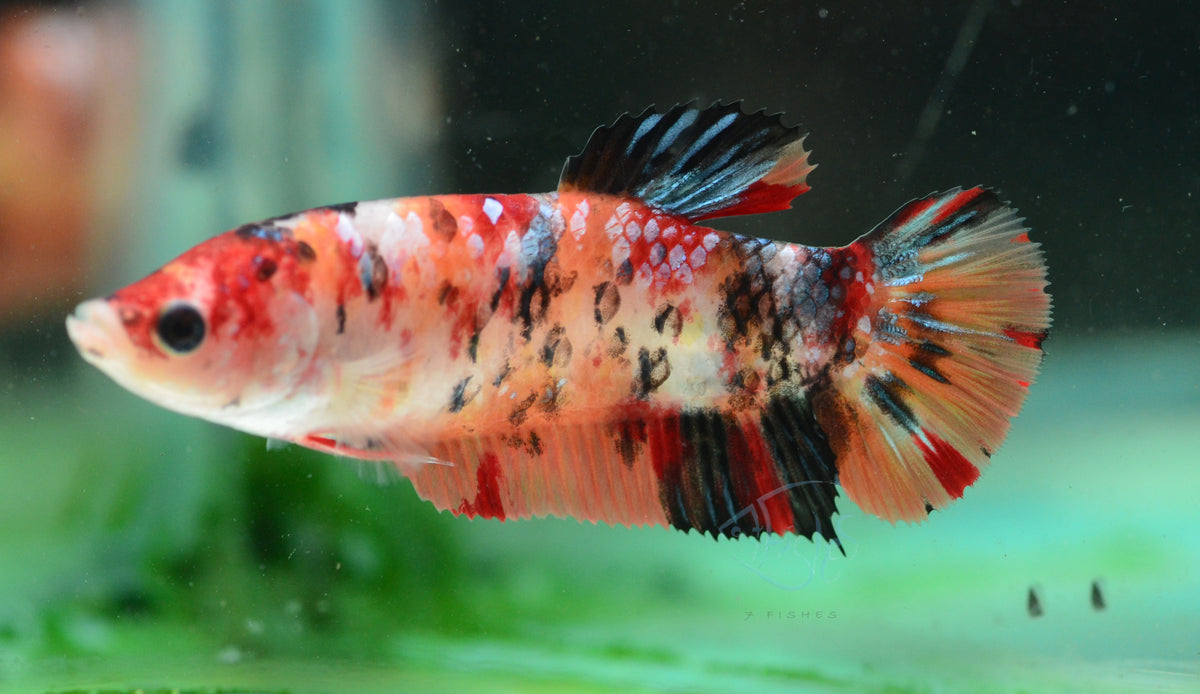 Giant Nemo HMPK Female