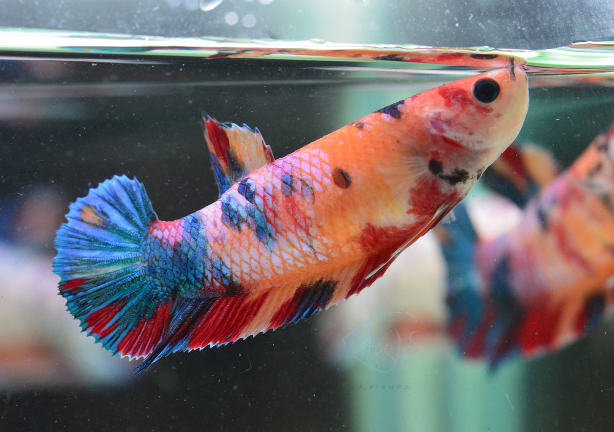 Giant Nemo HMPK Female