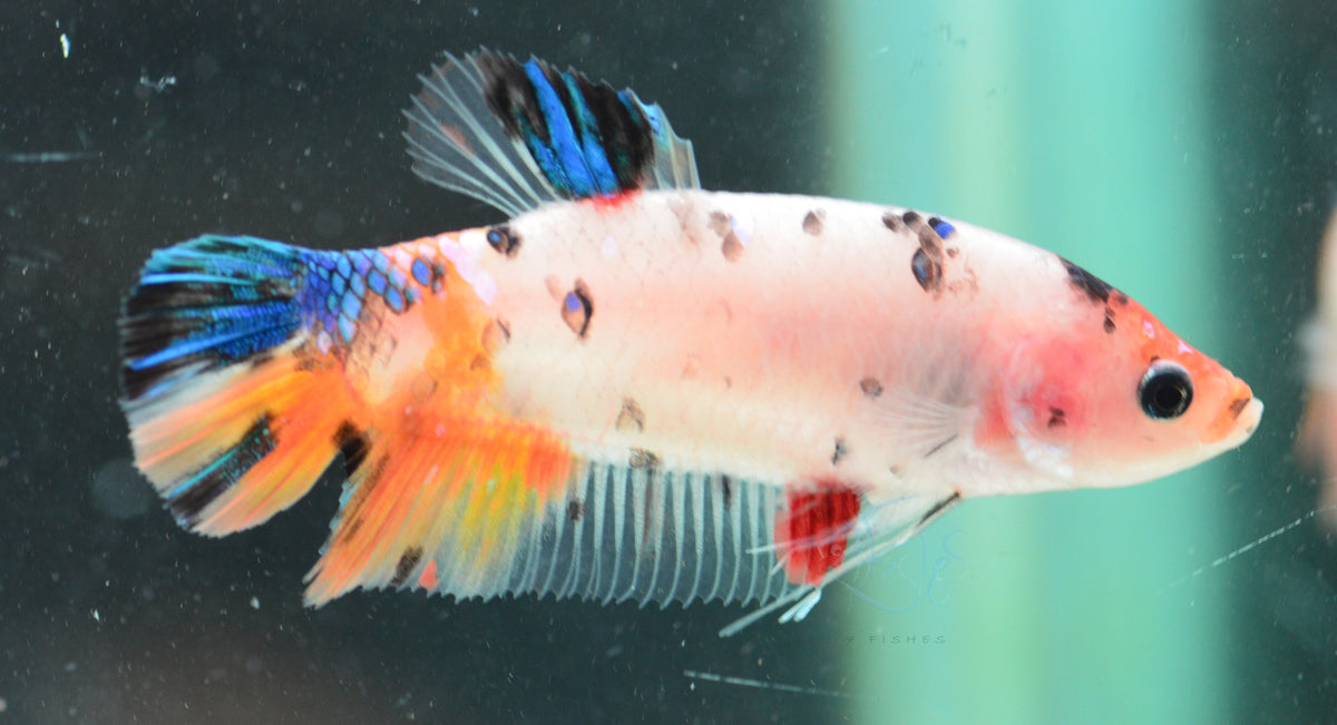 Giant Nemo HMPK Female