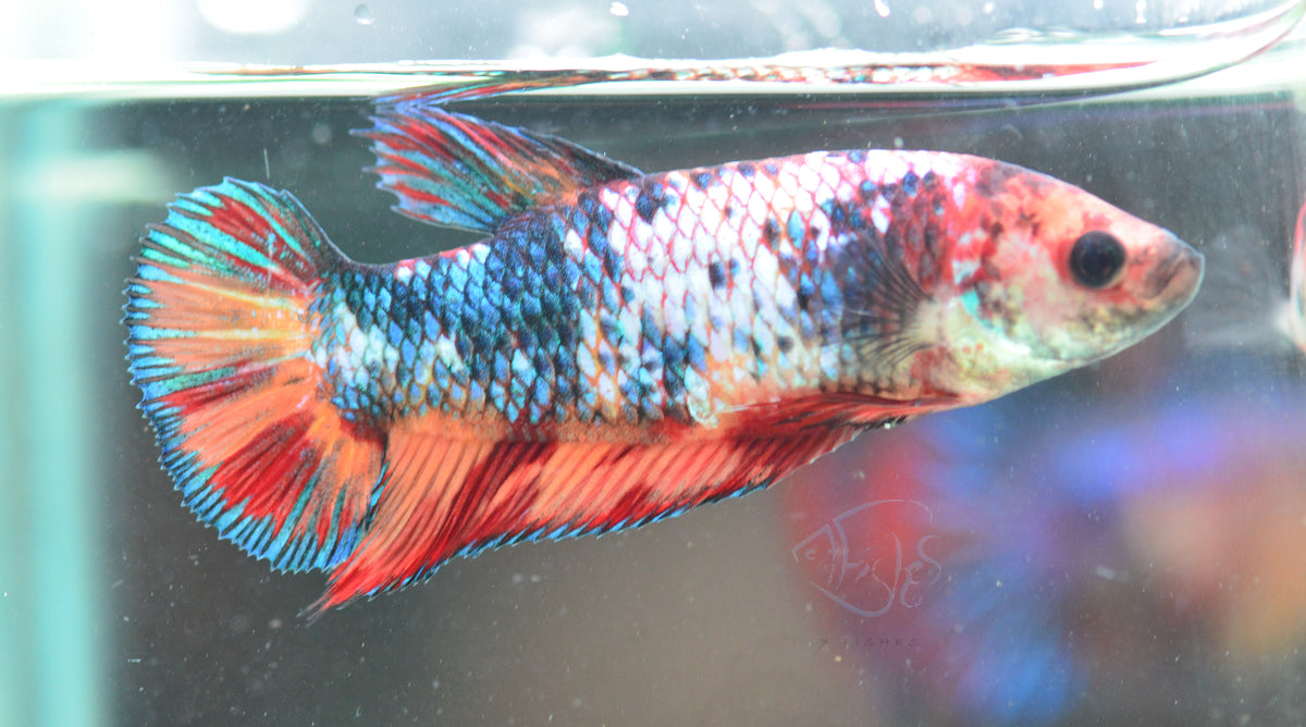 Giant Nemo Fancy HMPK Female
