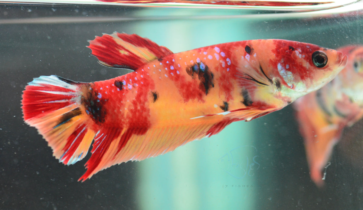 Giant Nemo HMPK Female