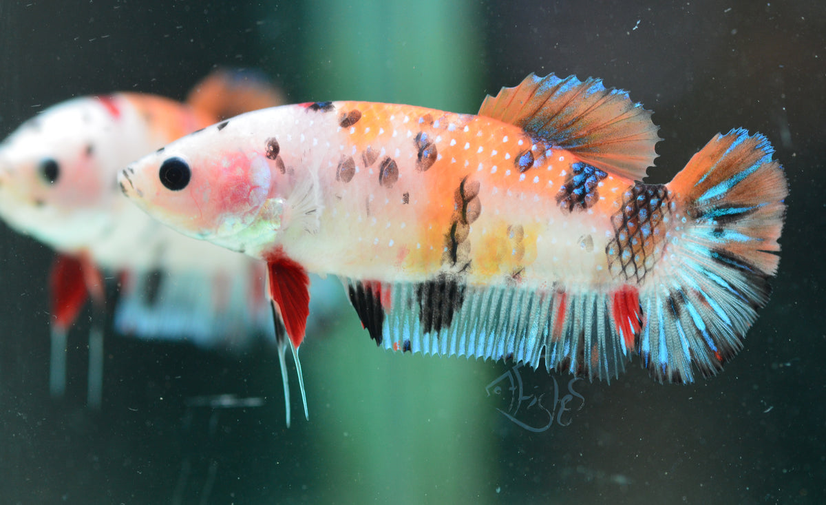 Giant Koi HMPK Female