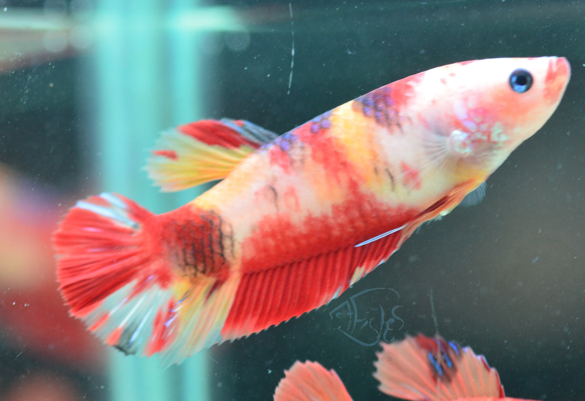 Giant Nemo HMPK Female