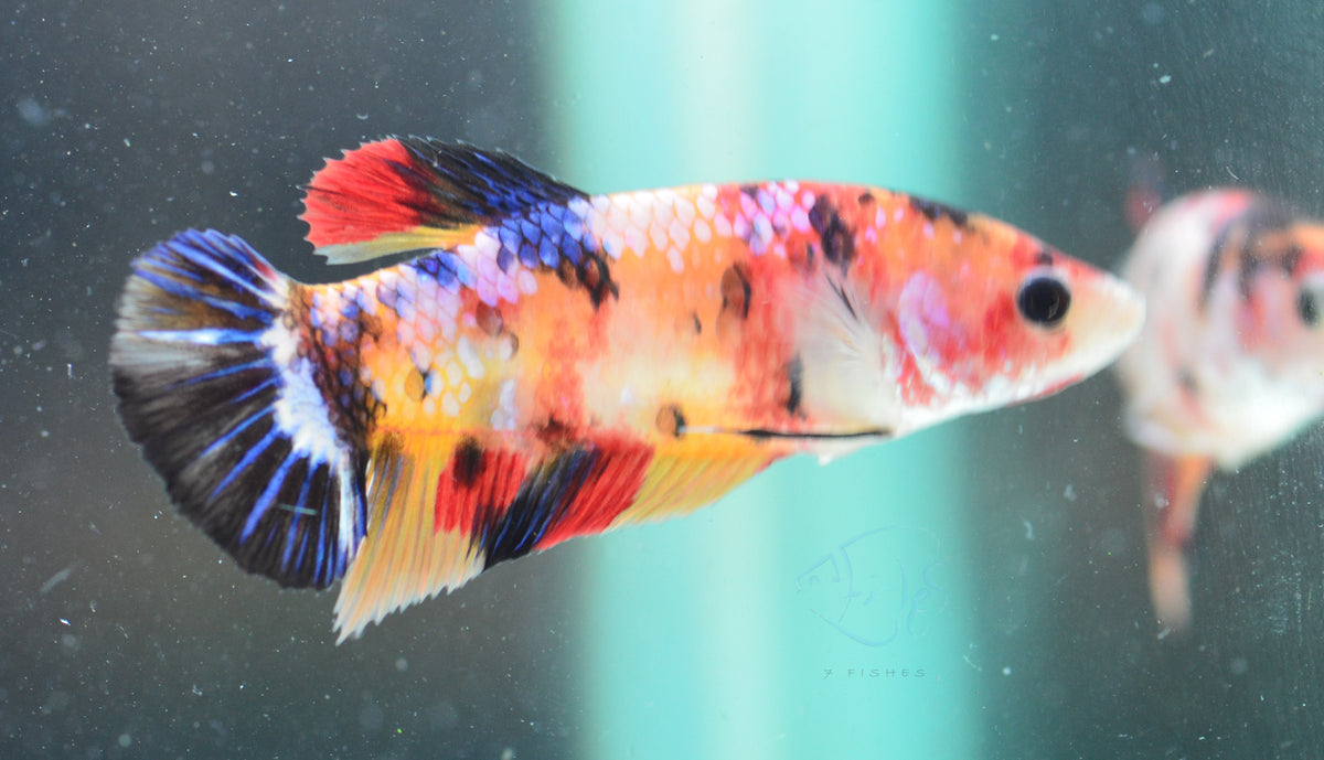 Giant Nemo HMPK Female