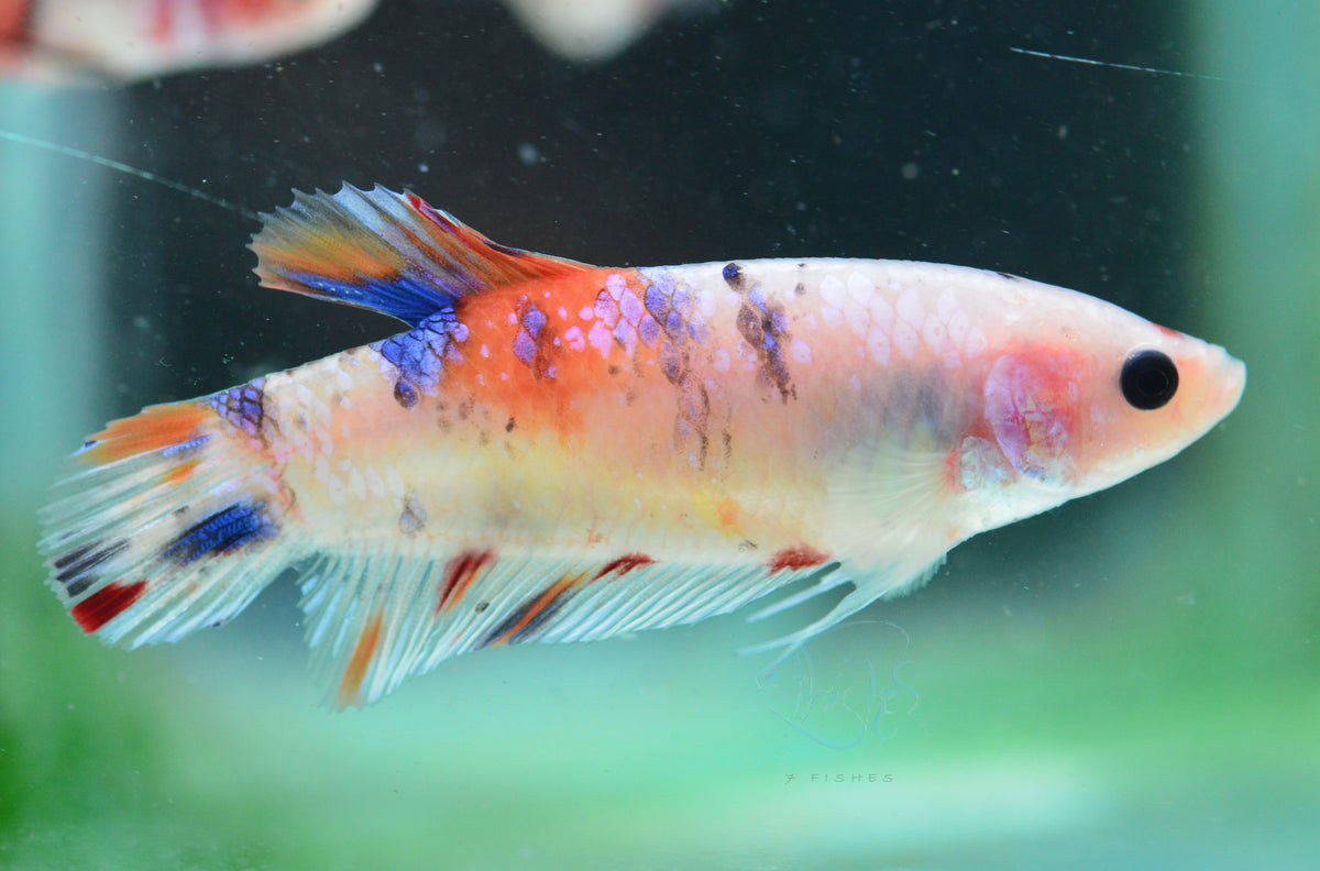 Giant Koi HMPK Female