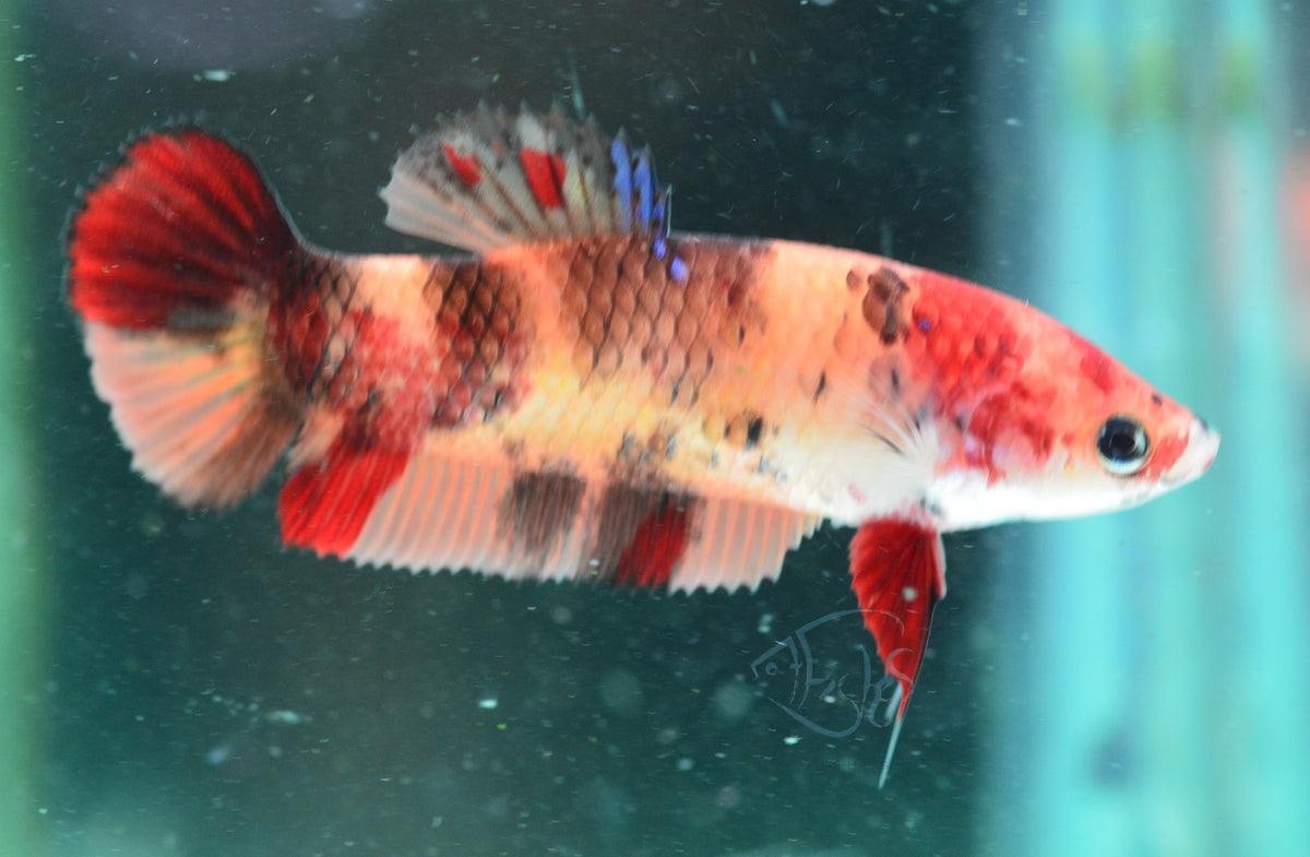 Giant Nemo HMPK Female