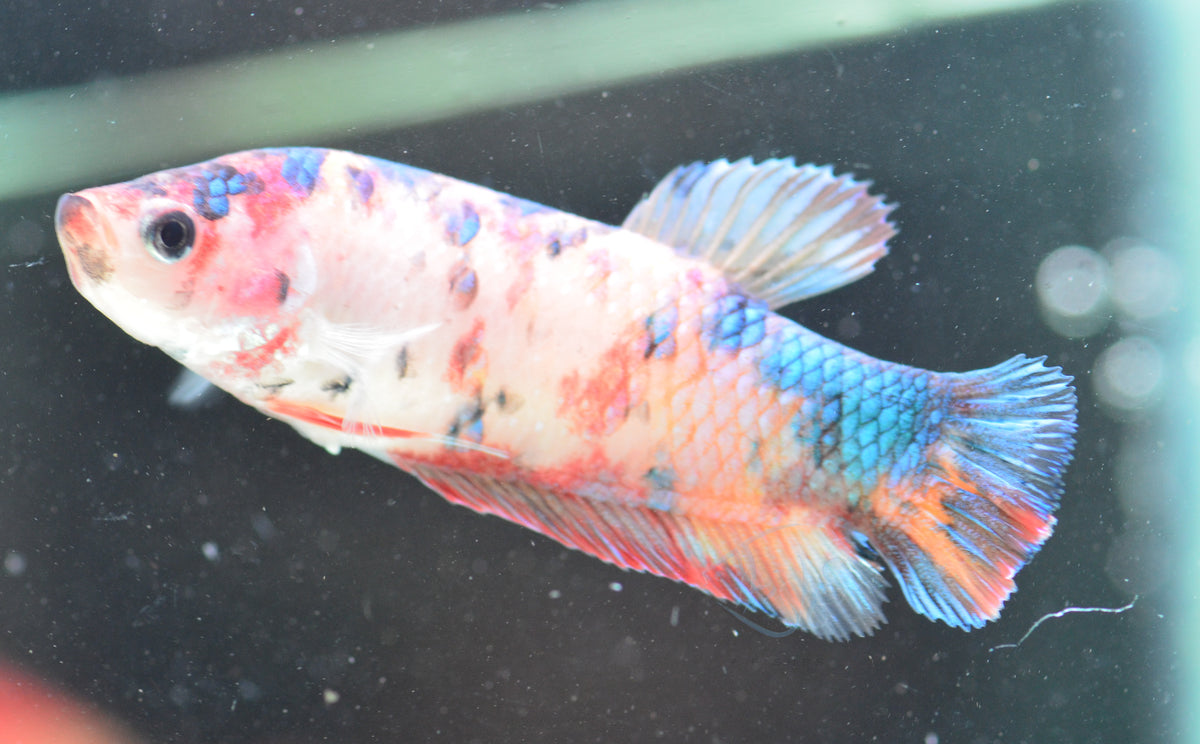 Giant Koi HMPK Female